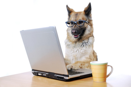 Ausbildung - Schäferhund mit Laptop